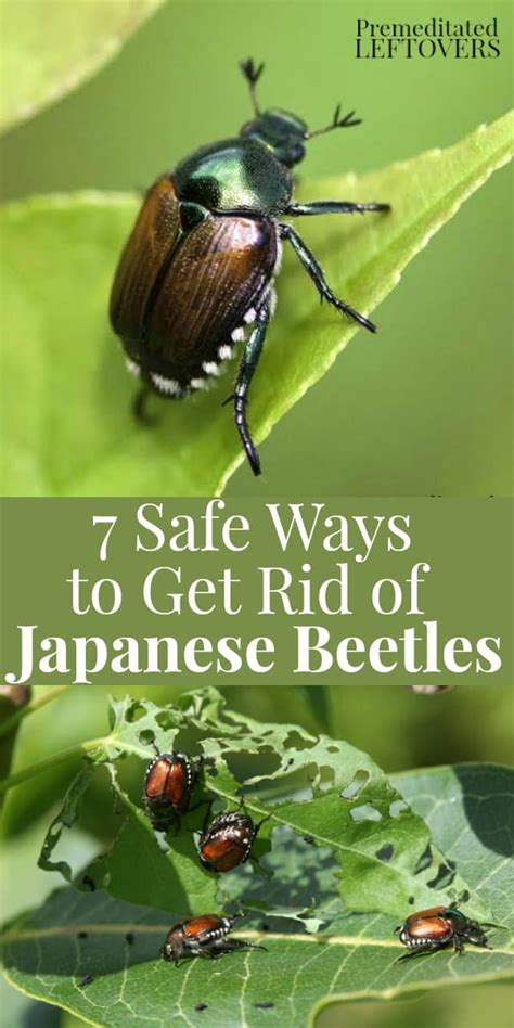 How do you get rid of japanese beetles. If you already have fruit trees that Japanese Beetles like and you don’t wish to get rid of them (understandable!), the best thing you can do is remove fruits that fall from the tree immediately. Although Japanese Beetles are attracted to the fruit on the tree, the pungent odor of a rotting fruit on the ground can attract even more beetles to ... 