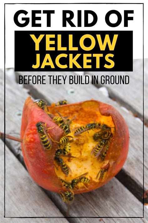 How do you get rid of yellow jackets. Jan 24, 2023 · Fill a bucket with water and mix in dish soap, then hang a protein bate (like white canned chicken) a couple of inches above the water. The yellowjackets will fall into the water and drown. Be sure to keep the traps away from pets, and replace weekly. 2. Purchase yellowjacket traps. Sundry Photography/Shutterstock. 
