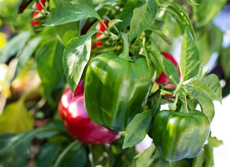 How do you grow Capsicum plants? - eatablesinfo.com