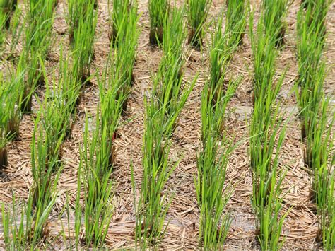 How do you grow rice. Call 1-800-234-3368. Rice is a delicious and versatile grain that’s fun to grow yourself. And, because commercial grain processing removes the germ and bran, your homegrown rice will retain all ... 
