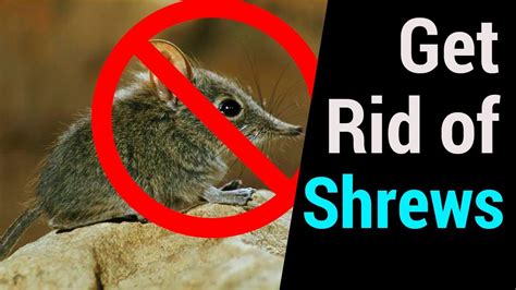 How do you keep a shrew as a pet? - wisdom-qa.com