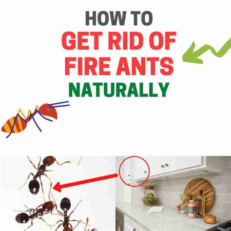 How do you kill fire ants without harming plants?