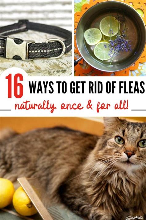How do you kill fleas. Dec 19, 2023 · 6. Consider other treatments. Some homeowners have had luck with baking soda, salt, or boric acid. To use any one of these as a flea-killing agent, sprinkle it liberally into the carpet and then ... 