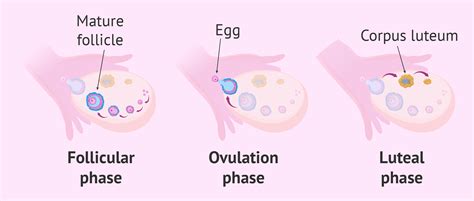 How do you know if your ovaries are releasing eggs?