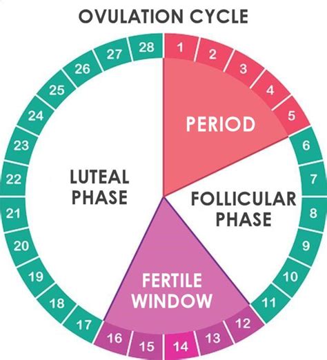 How do you know when your fertile if you have irregular periods?