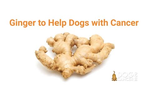 How do you make ginger tea for dogs? - Mi Dog Guide