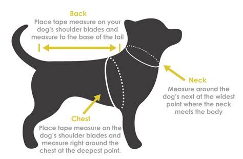 How do you measure a dog’s chest and back? Here’s What to …