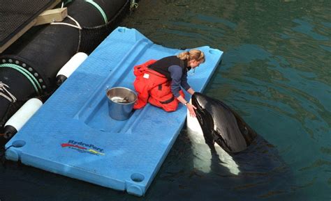 How do you move and release a long-captive orca? 'Free Willy' star offers sad lesson