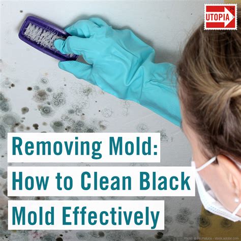 How do you remove black mold. Do not proceed if there are bubbles or cracking in the paint or if you smell a moldy odor; it behind the walls. In a spray bottle, mix 3 parts warm water and 1 part detergent. Spray the affected area and use a cloth or sponge to scrub. Fill the spray bottle with clean water and spray to rinse the area. 