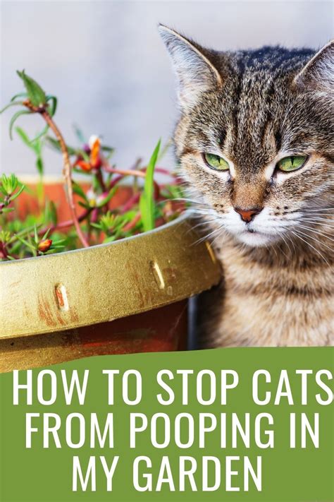 How do you safely and effectively stop a cat from pooping in your …