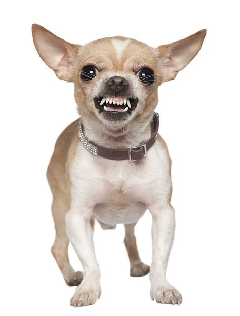 How do you spell chihuahua. Things To Know About How do you spell chihuahua. 