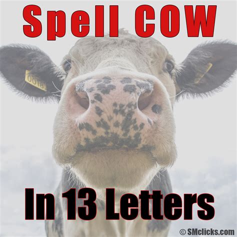 How do you spell cow in 13 letters - Rainbow Run Farm