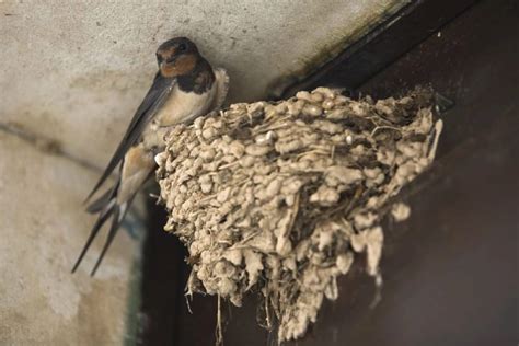 How do you stop mud swallows from building nests?