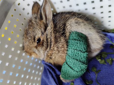 How do you treat an injured rabbit leg?#shorts #rabbit #bunny