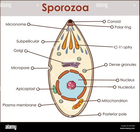 How does a Sporozoa move? – Stockingisthenewplanking.com