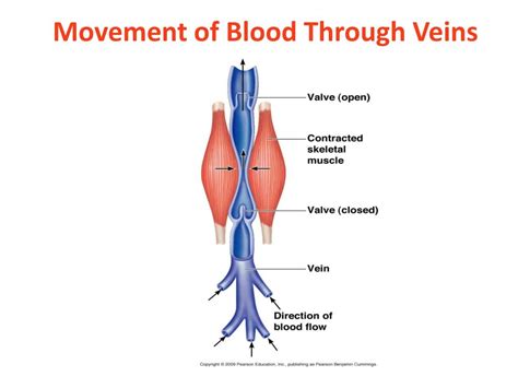 How does a vein move blood? - Answers