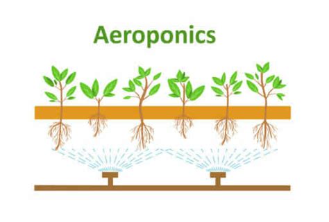 How does aeroponics work.  See examples of does used in a sentence.  Jan 4, 2...