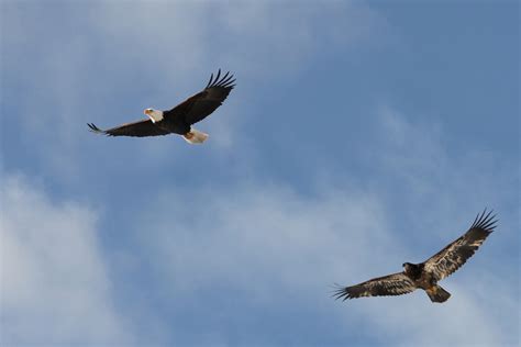 How does an eagle teach young to fly