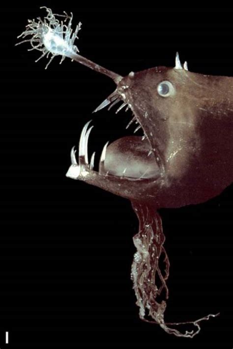 How does anglerfish catch its prey? - Answers