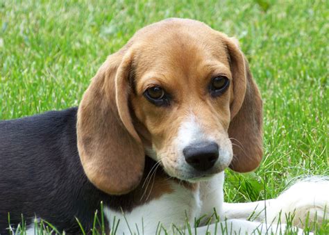 HEAD OVER TO ONLINE DOG REGISTRATION > About the Breed Not only is the Beagle an excellent hunting dog and loyal companion, it is also happy-go-lucky, funny, …. 