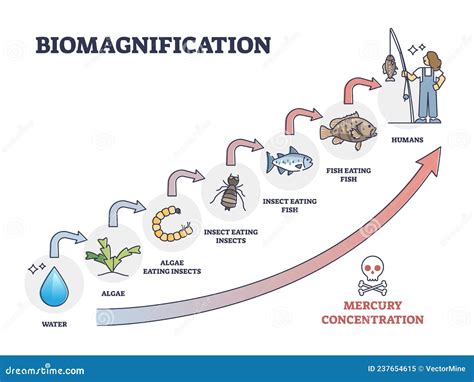 How does biomagnification happen? How do toxic substances …