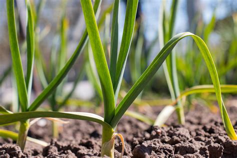 How does garlic grow. Things To Know About How does garlic grow. 