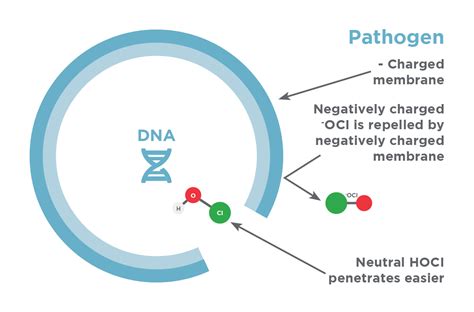 How does hypochlorous acid kill bacteria.  We just bottled it.  Nov 13, 2008 · The rese...