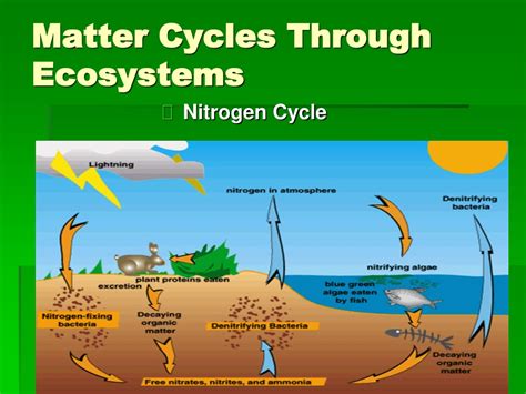 How does matter move through an ecosystem? - Vedantu