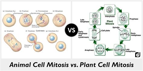 How does mitosis differ in plant and animal cells? – Heimduo