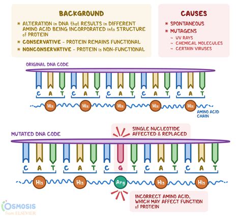 How does mutation affect transcription? Socratic