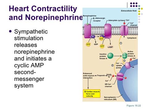 How does norepinephrine affect heart rate? - Studybuff