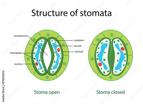 How does opening and closing of stomata take place?