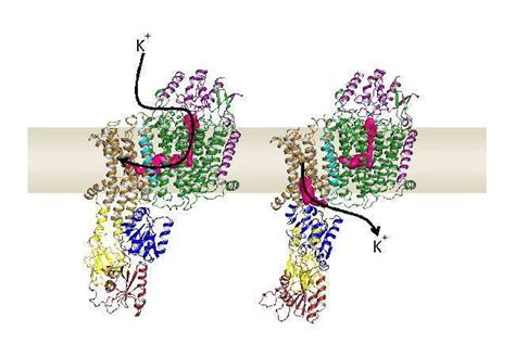 How does potassium enter cells? - Phys.org