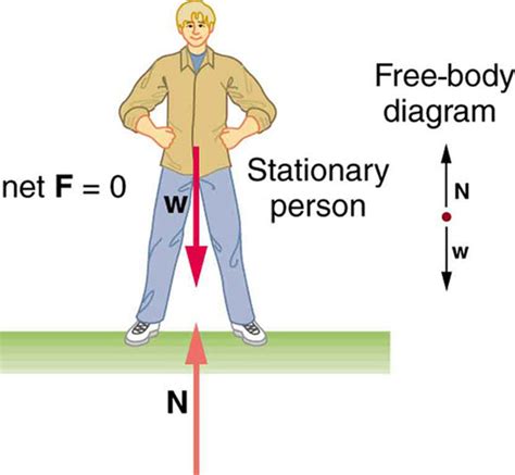 How does static equilibrium work in the body? + Example