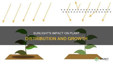 How does sunlight affect plant growth independent variable. .  As shown ...