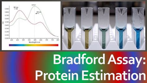 How does the Bradford assay work in theory? - KnowledgeBurrow