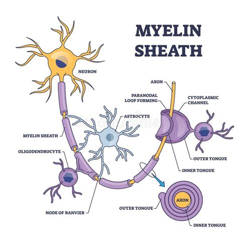 How does the myelination process differ in the Central nervous system