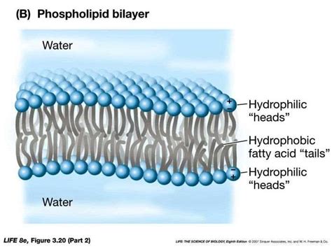 How does the phospholipid bilayer work.  As a result, the longer the phosp...