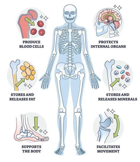 How does the skeleton protect the vital o…