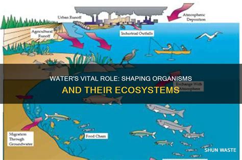 How does water affect everyday life