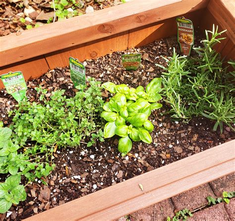 How does your herb garden grow? By making friends