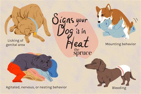 How dogs act when in heat