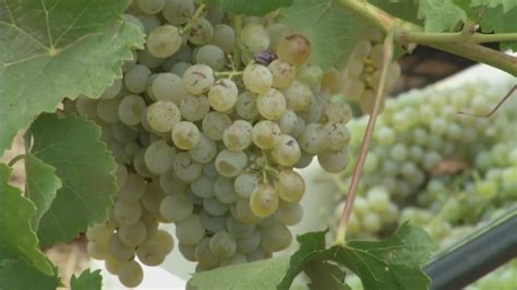 How drought conditions are affecting Missouri grape, livestock farmers