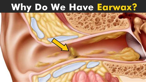 How earwax is produced