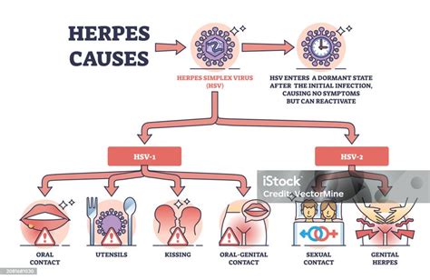 How easy is herpes transmitted