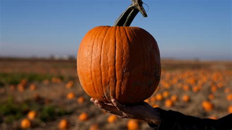 How extreme weather in the U.S. may have affected the pumpkins you picked this year for Halloween