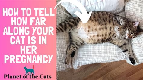 How far along is my cat