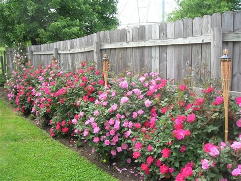 How far apart do Knockout Roses need to be planted?