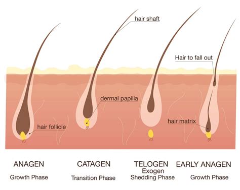 If you pull out a hair by your root, for whatever reason, relax and know that in most cases, your hair will grow back. It may take a little longer, but you should see your hair return. If you have .... 