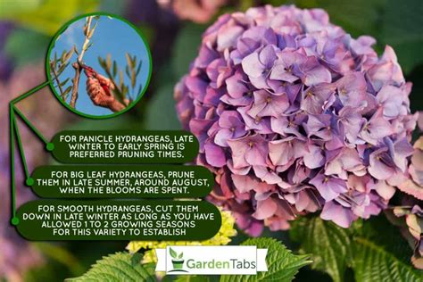 How far back should you cut hydrangeas
